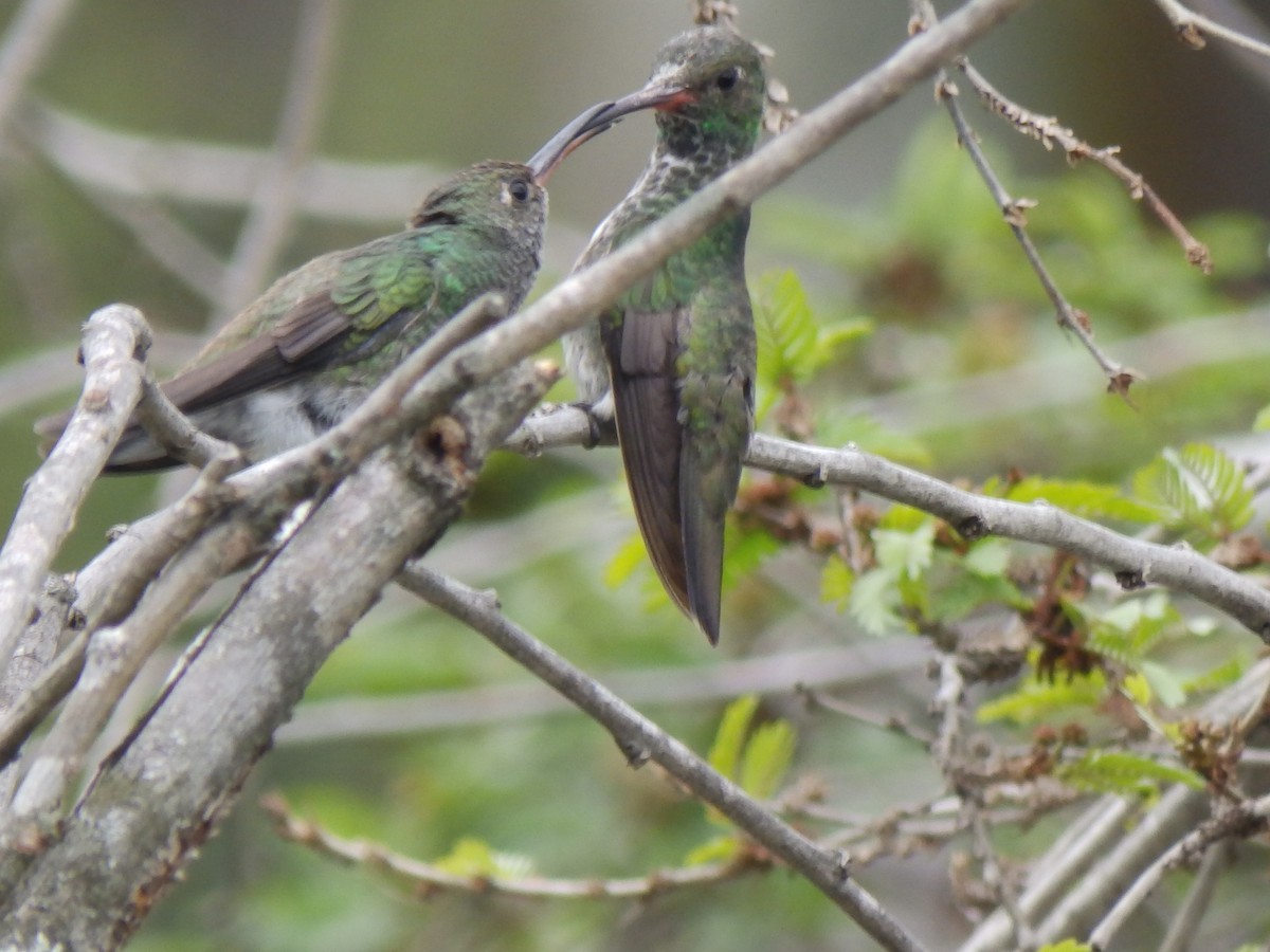 Glittering-throated Emerald - ML332094411