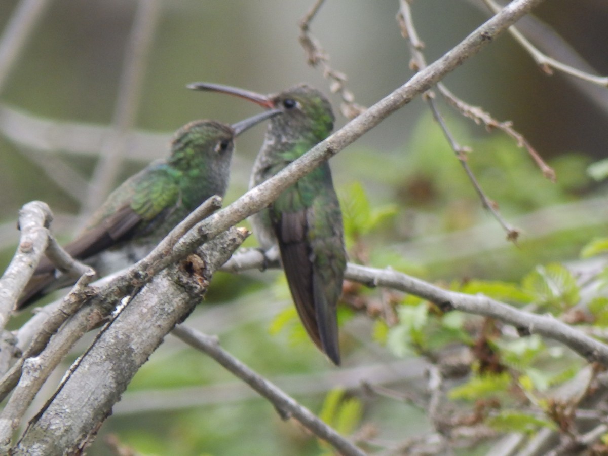 Glittering-throated Emerald - ML332094461