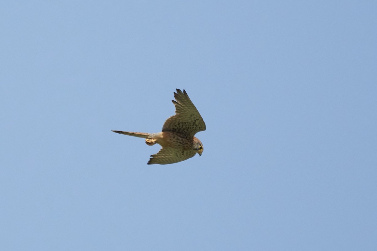 Eurasian Kestrel - ML332094591