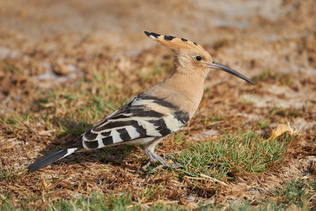 Eurasian Hoopoe - Daniel Alfenas