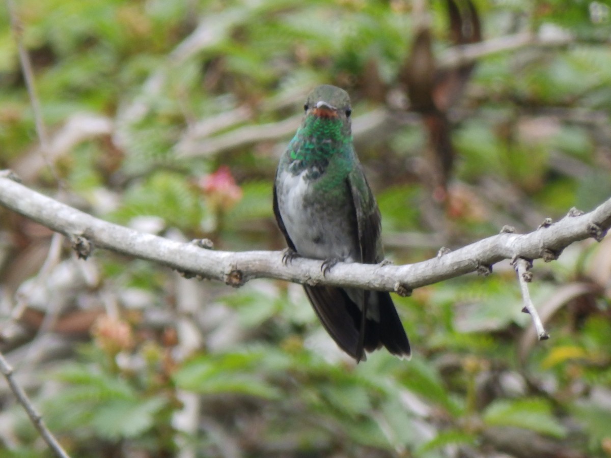 Glittering-throated Emerald - Edouard Paiva