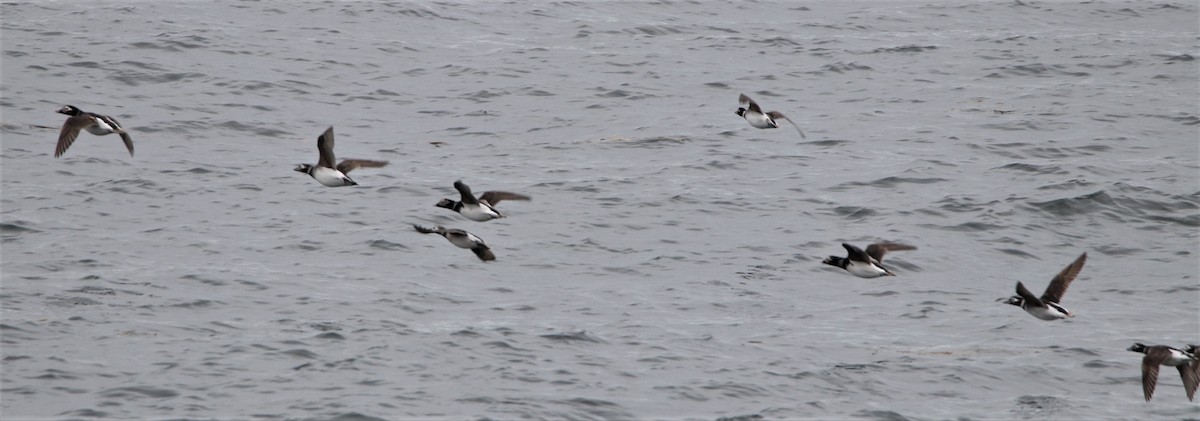 Long-tailed Duck - ML332095721