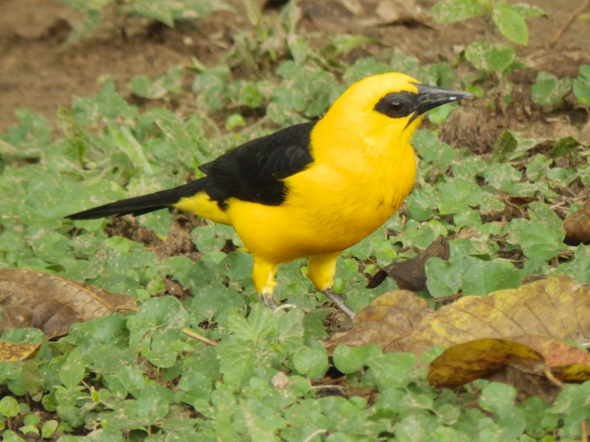 Oriole Blackbird - ML332096031