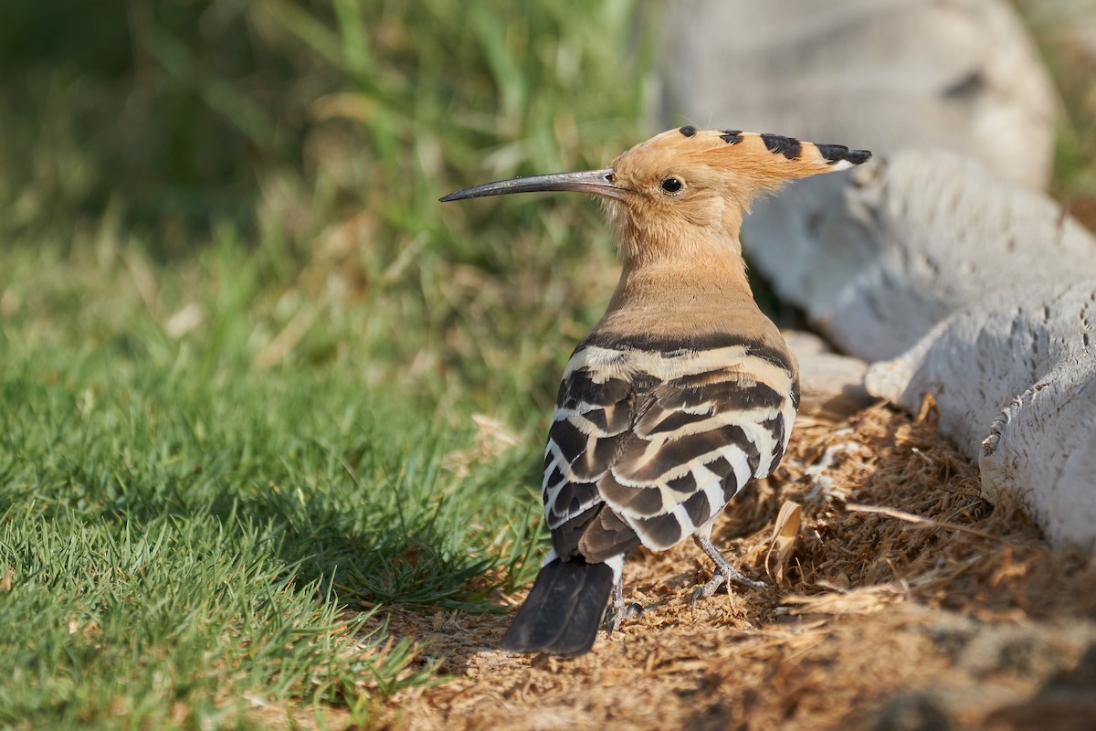 Eurasian Hoopoe - Daniel Alfenas