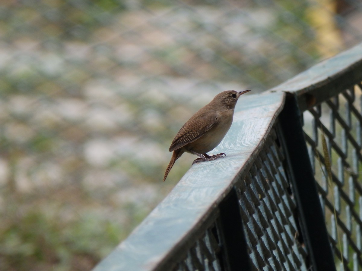 House Wren - Edouard Paiva