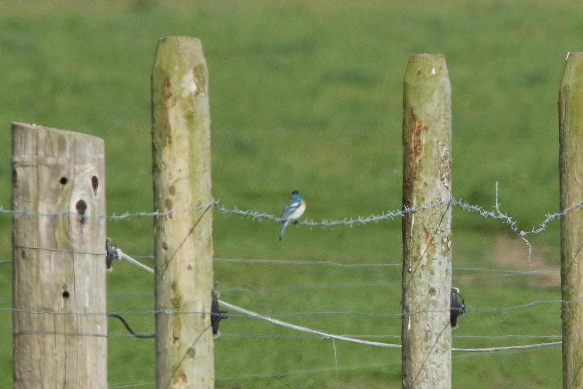 Lazuli Bunting - ML332096911