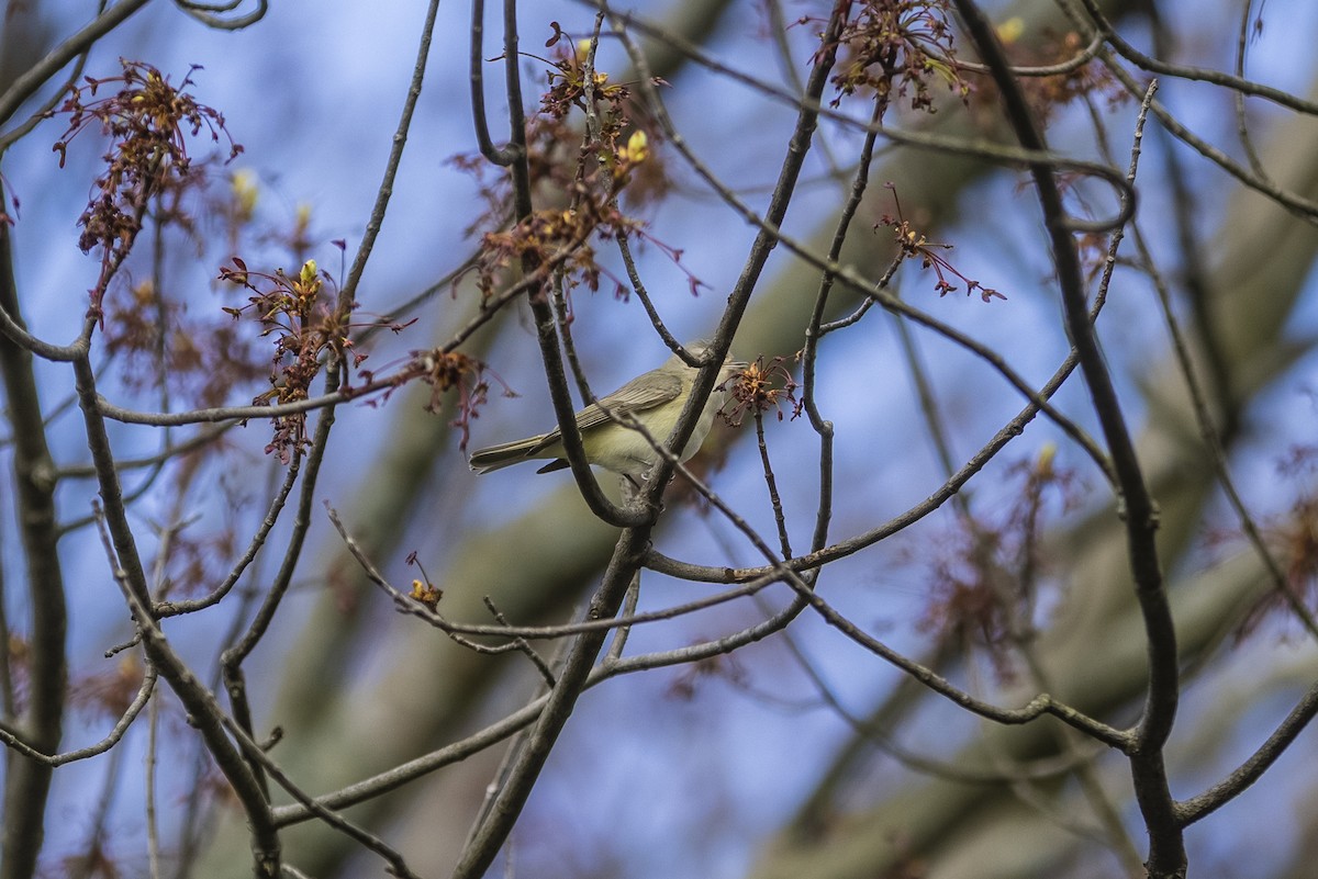 Warbling Vireo - ML332096961