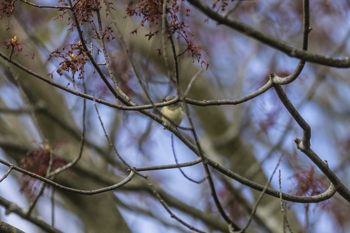 Warbling Vireo - ML332096991