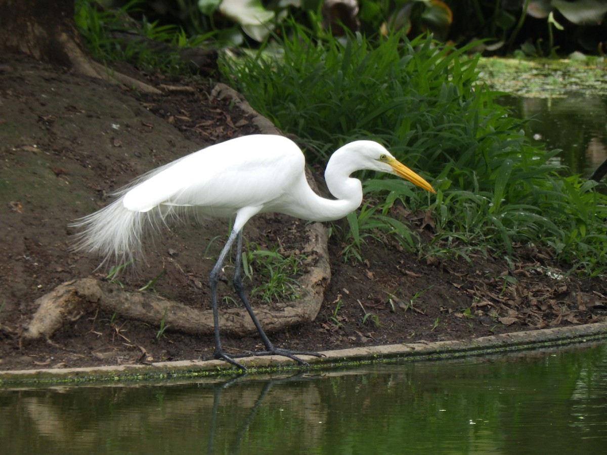 Great Egret - ML332097001