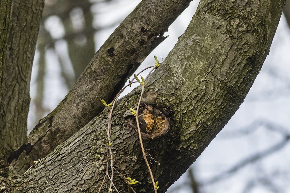 House Wren - ML332097021