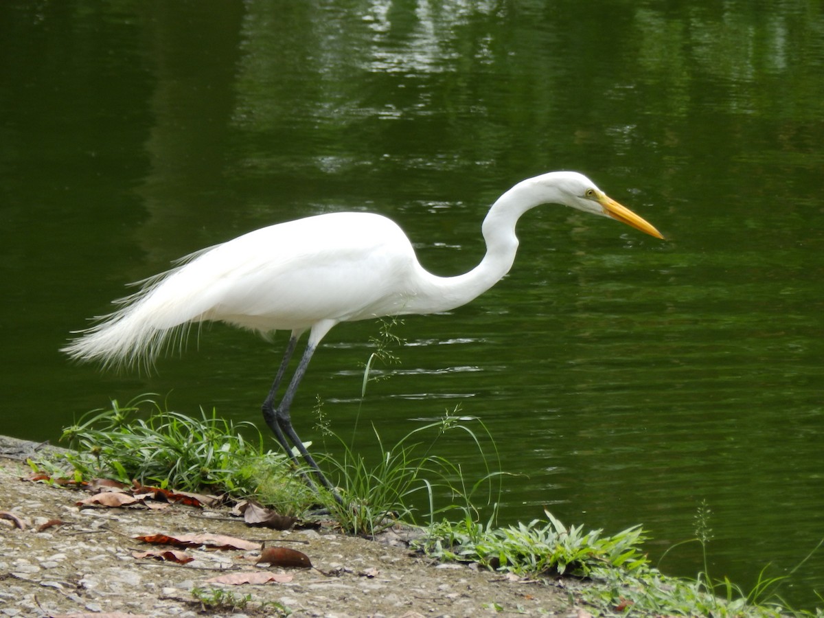 Grande Aigrette - ML332097041