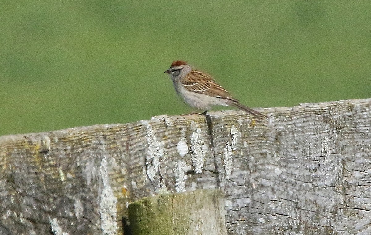 Chipping Sparrow - ML332097141