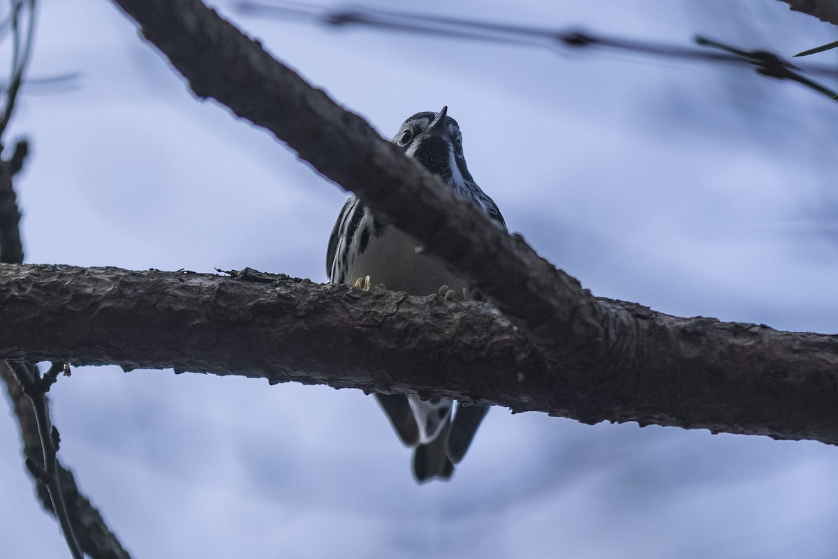 Black-and-white Warbler - ML332097161