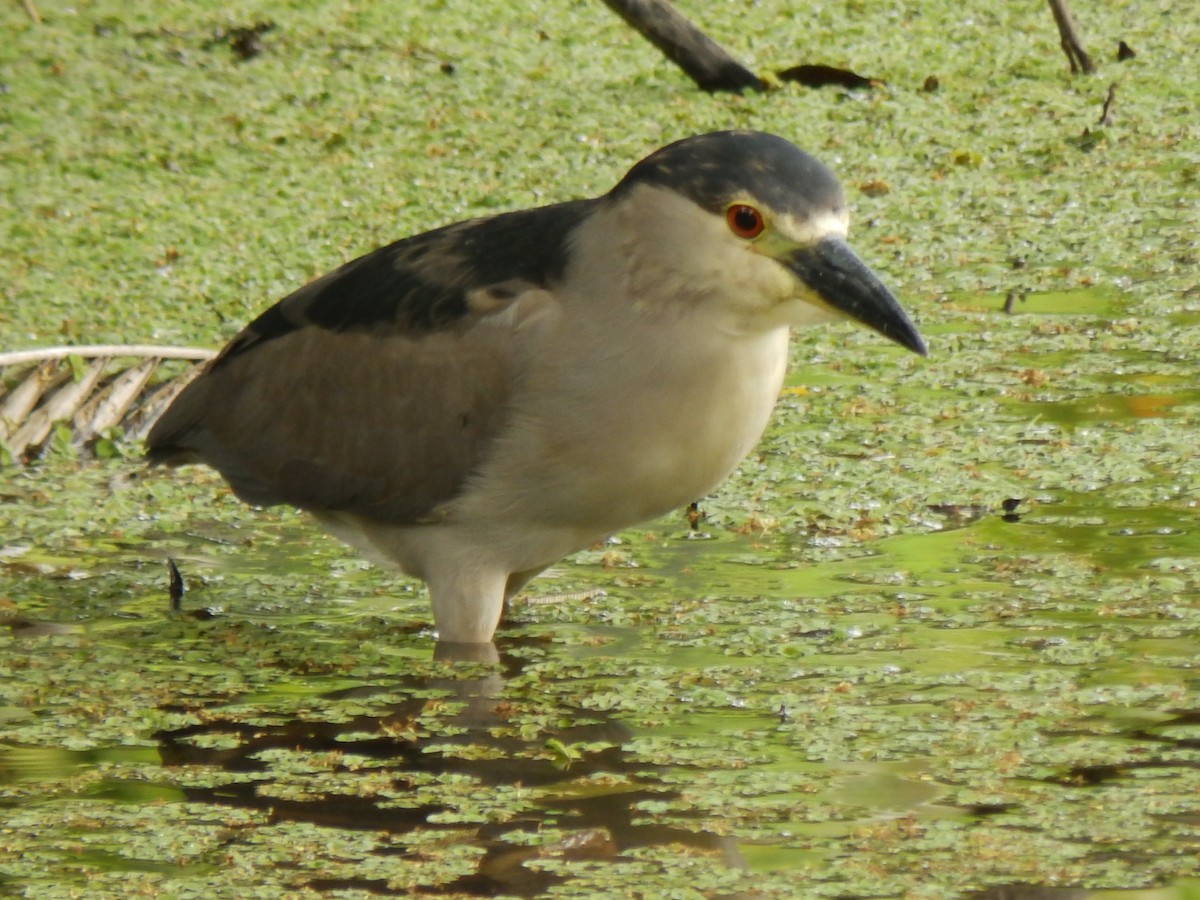 Black-crowned Night Heron - ML332097411