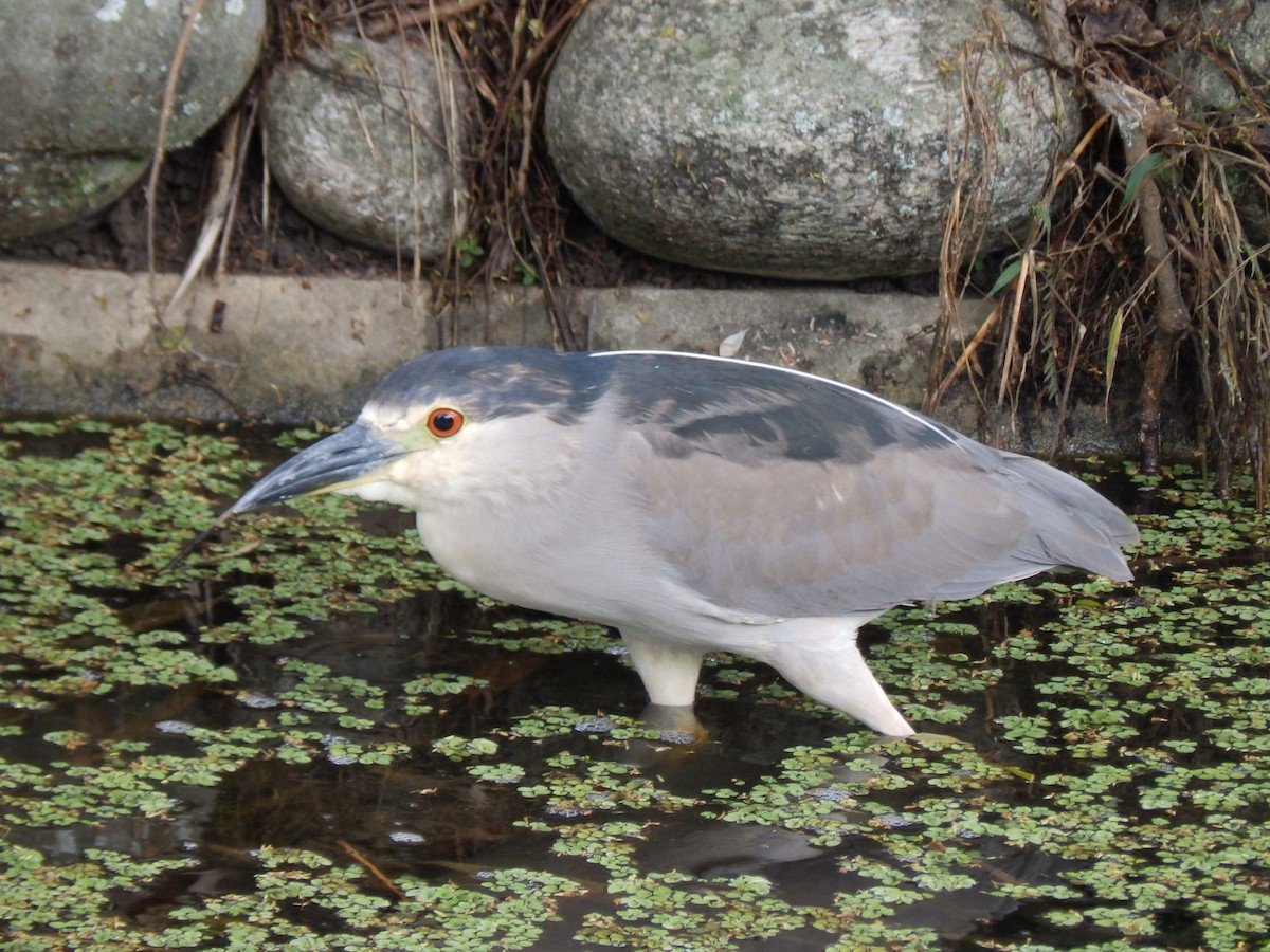 Black-crowned Night Heron - ML332097481