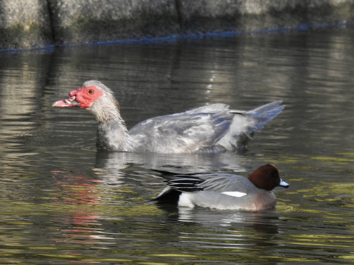 Muscovy Duck (Domestic type) - ML332097631