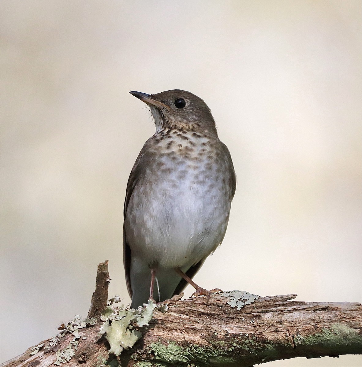 Gray-cheeked Thrush - ML332097891