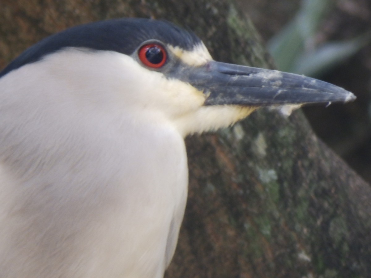 Black-crowned Night Heron - ML332097981