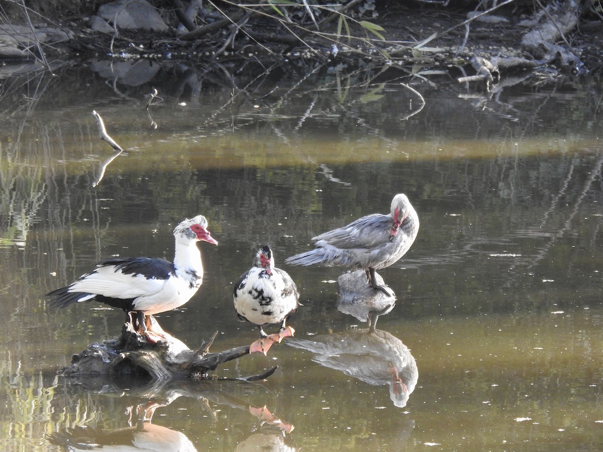 Muscovy Duck (Domestic type) - ML332098091