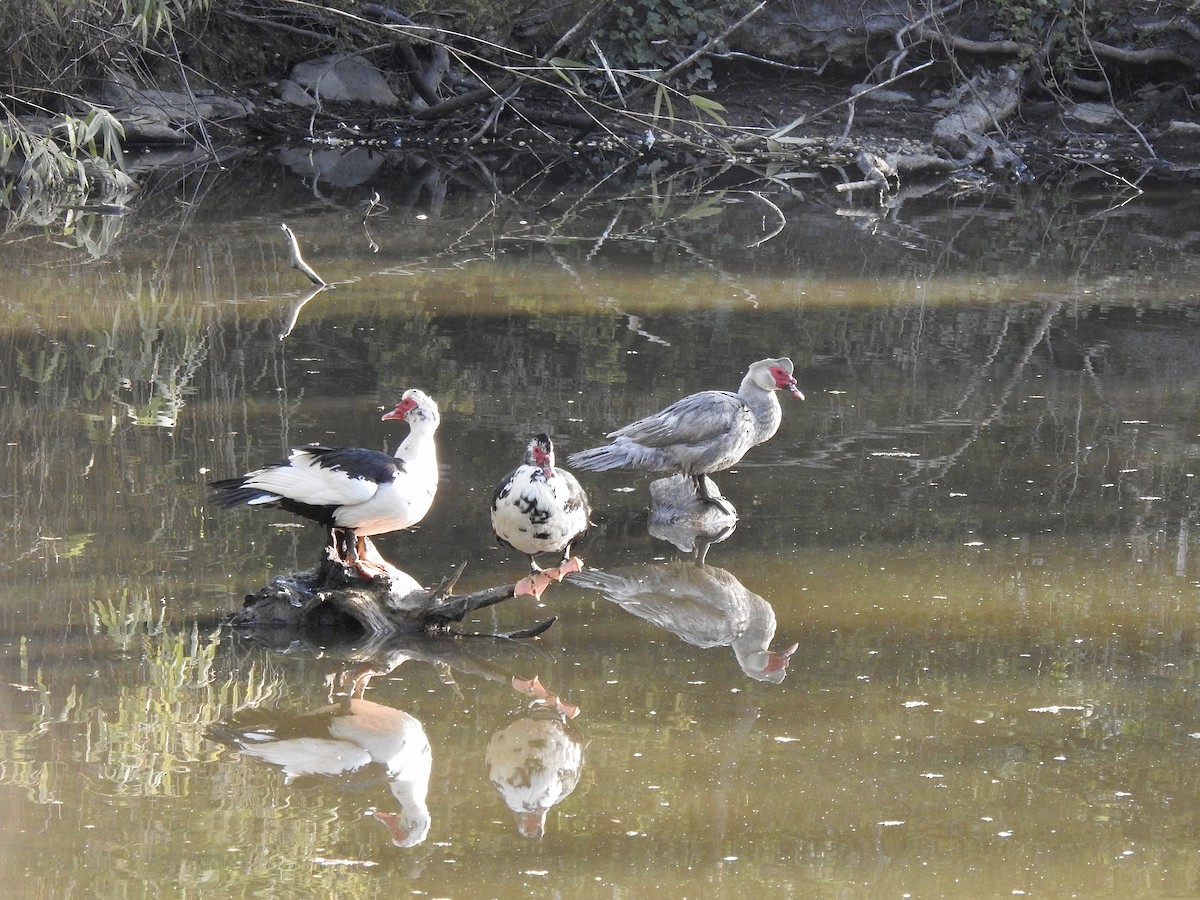 Muscovy Duck (Domestic type) - ML332098111