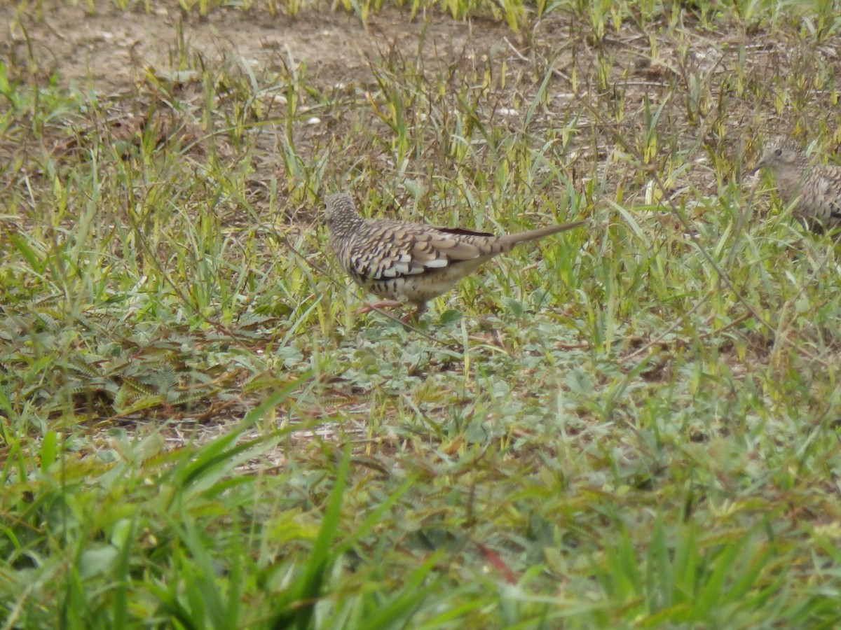 Scaled Dove - ML332098951