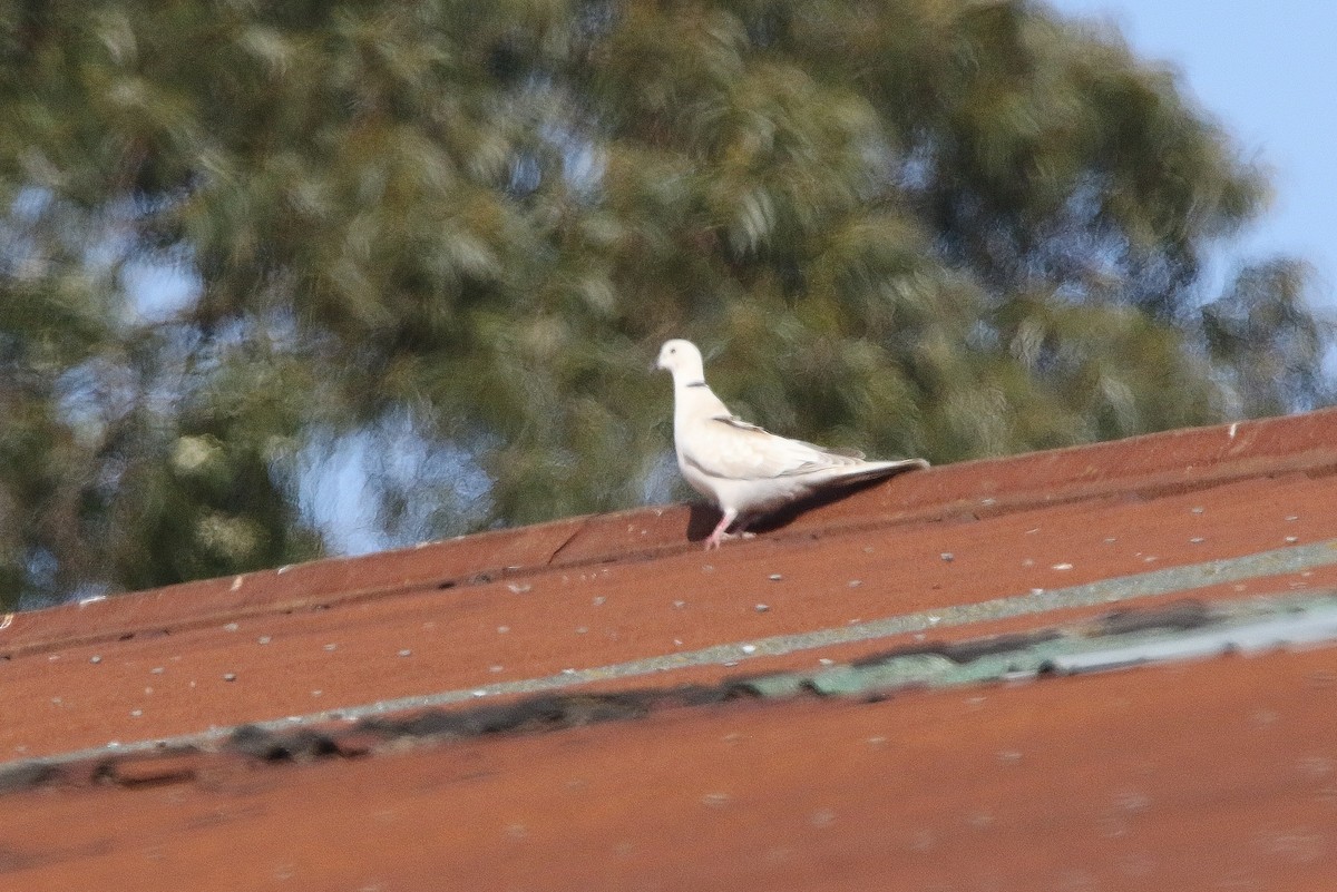 Eurasian Collared-Dove - ML332099021