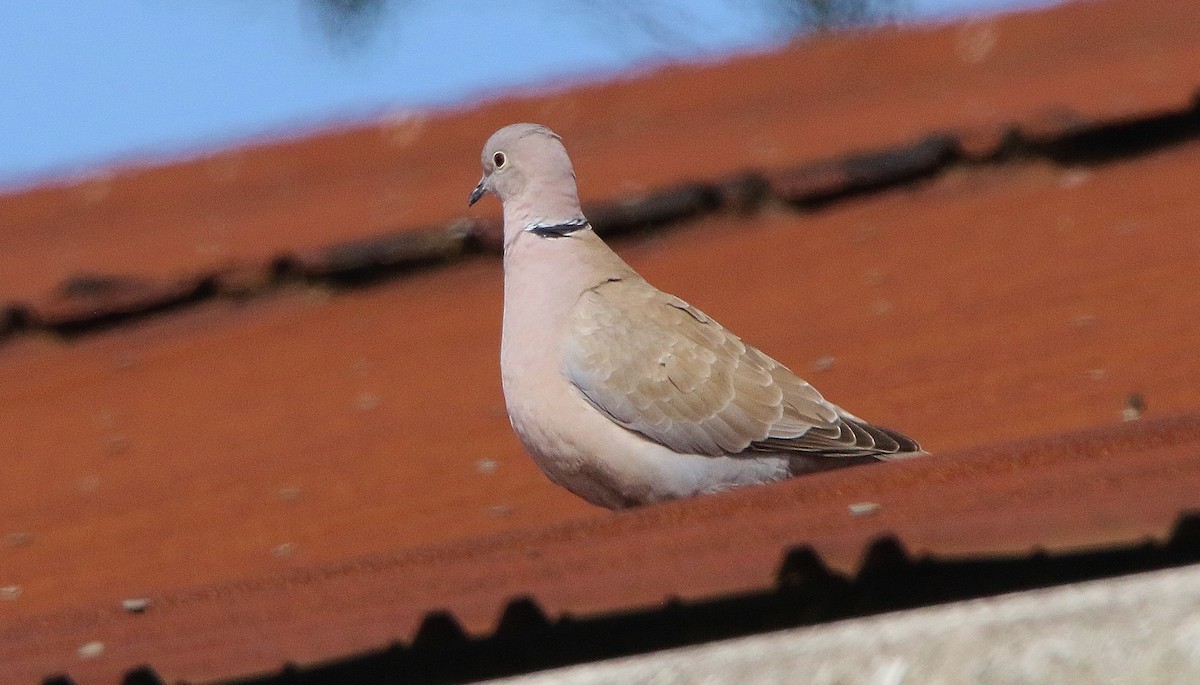 Eurasian Collared-Dove - ML332099061