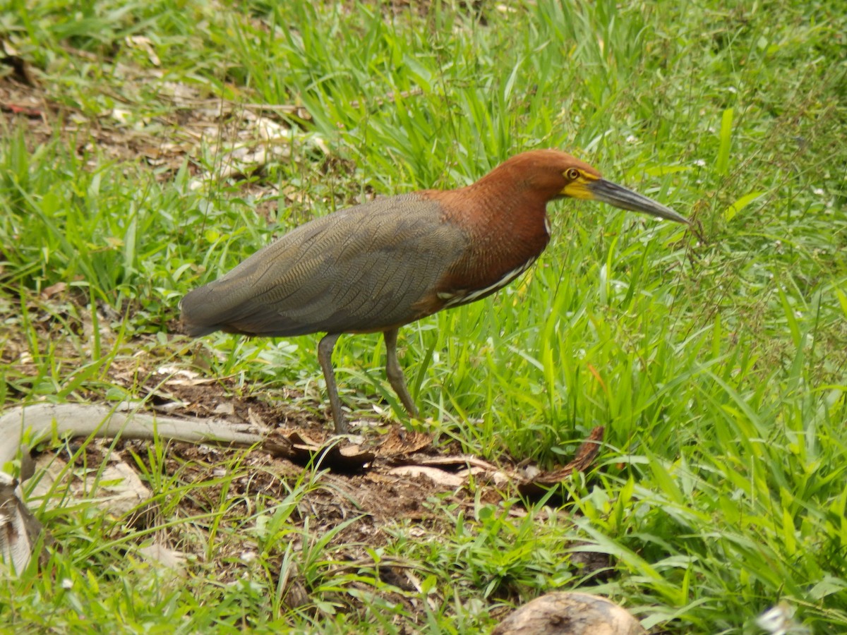 Rufescent Tiger-Heron - ML332099321