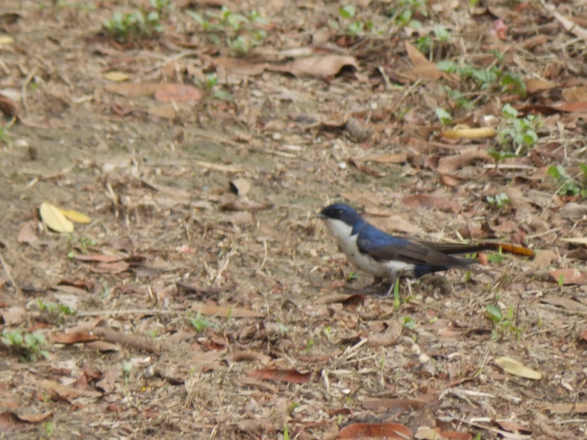 Hirondelle bleu et blanc - ML332100151