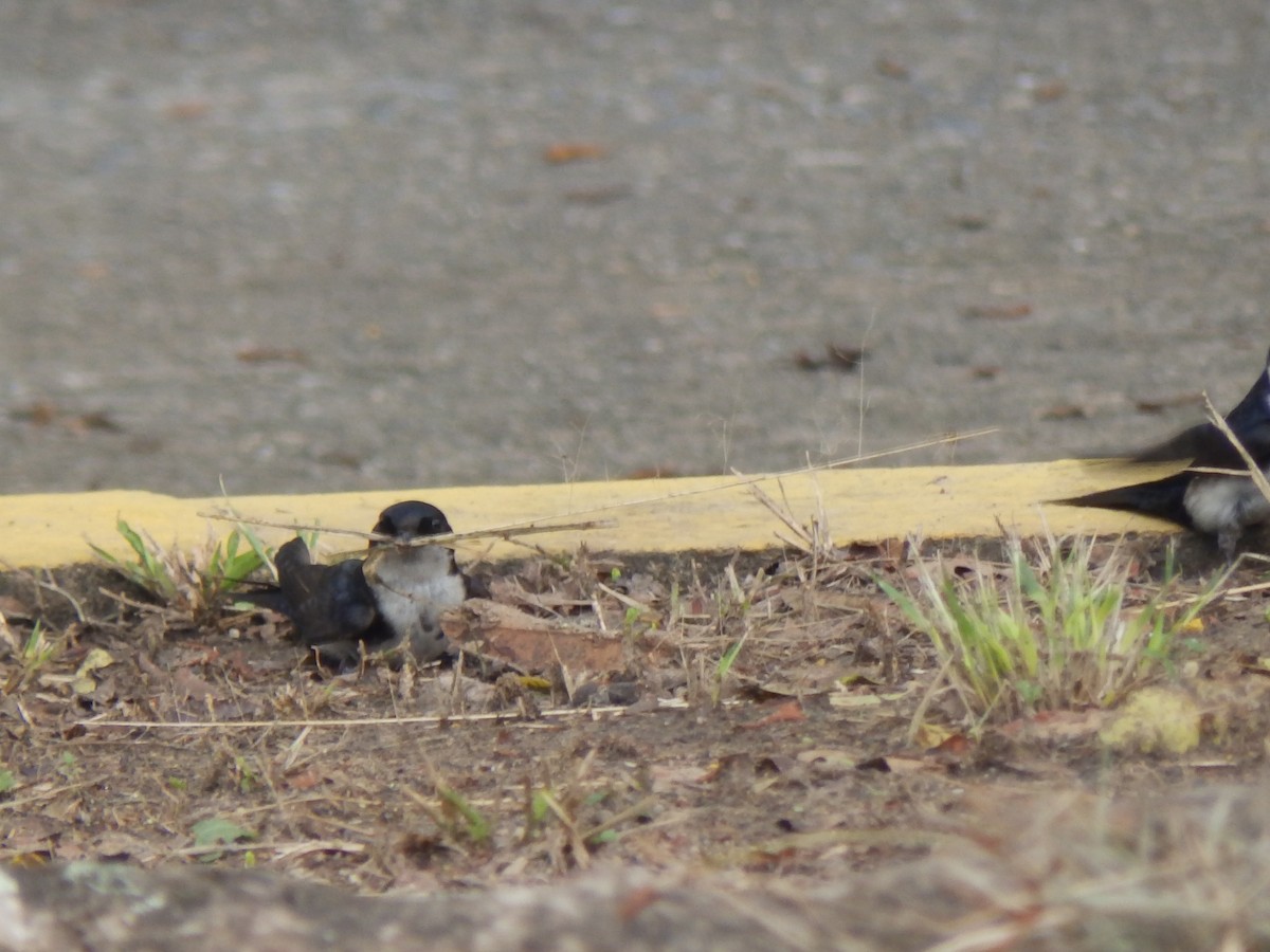 Golondrina Barranquera - ML332100221