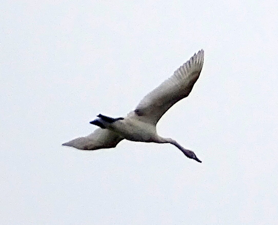 Trumpeter Swan - ML332100441