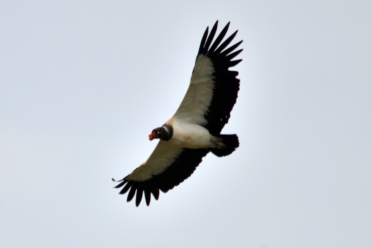 King Vulture - ML33210051