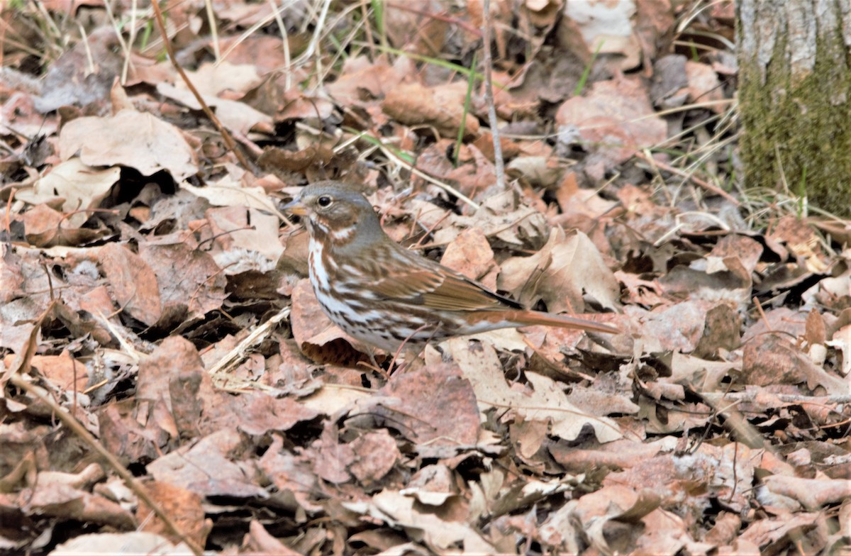 Fox Sparrow (Red) - ML332101141