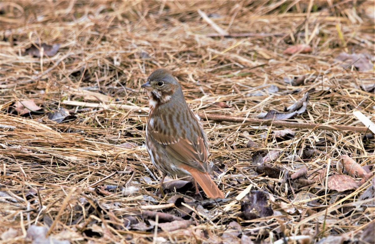 Fox Sparrow (Red) - ML332101151