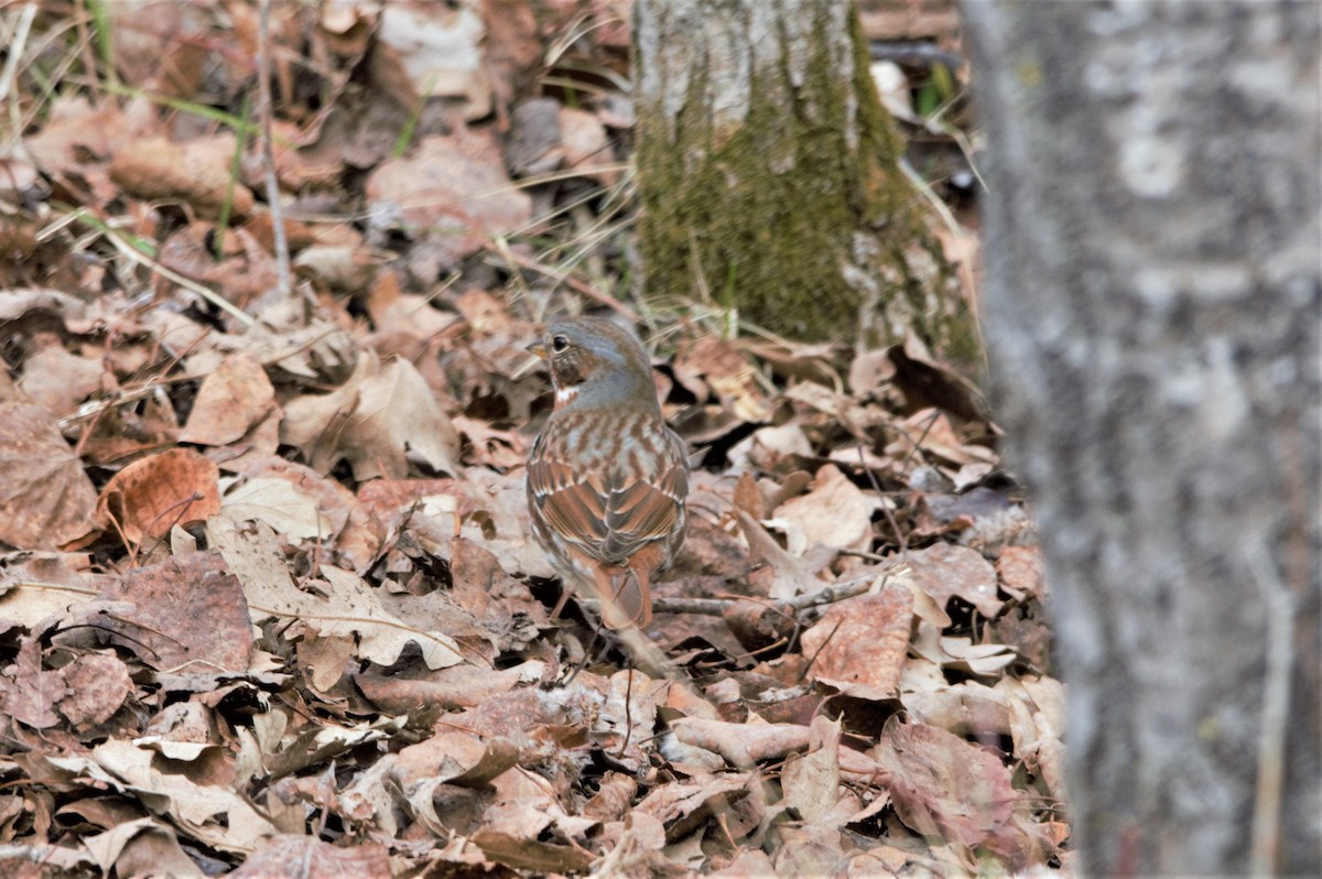 strnadec kaštanový (ssp. iliaca/zaboria) - ML332101211