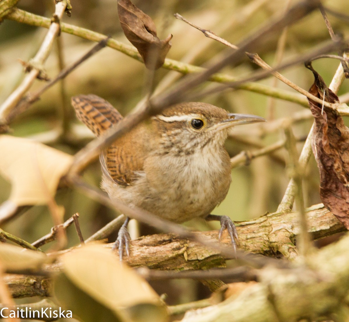 Niceforo's Wren - Caitlin Kiska