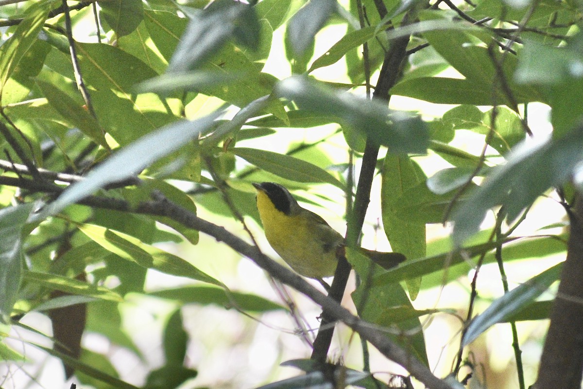 Common Yellowthroat - ML332102601