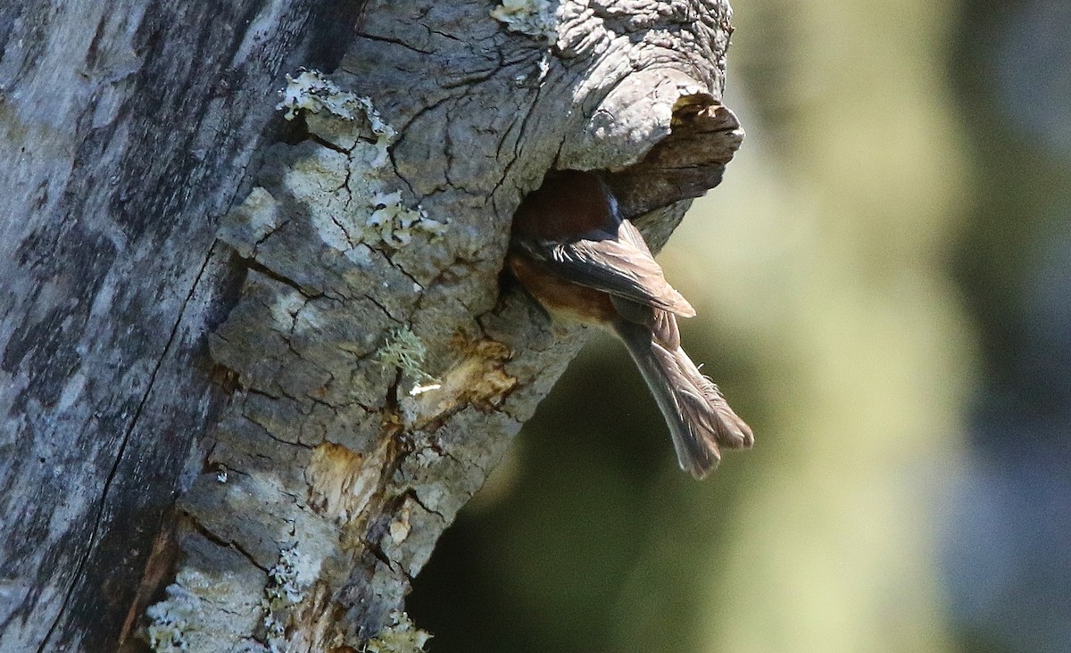 Mésange à dos marron - ML332102901