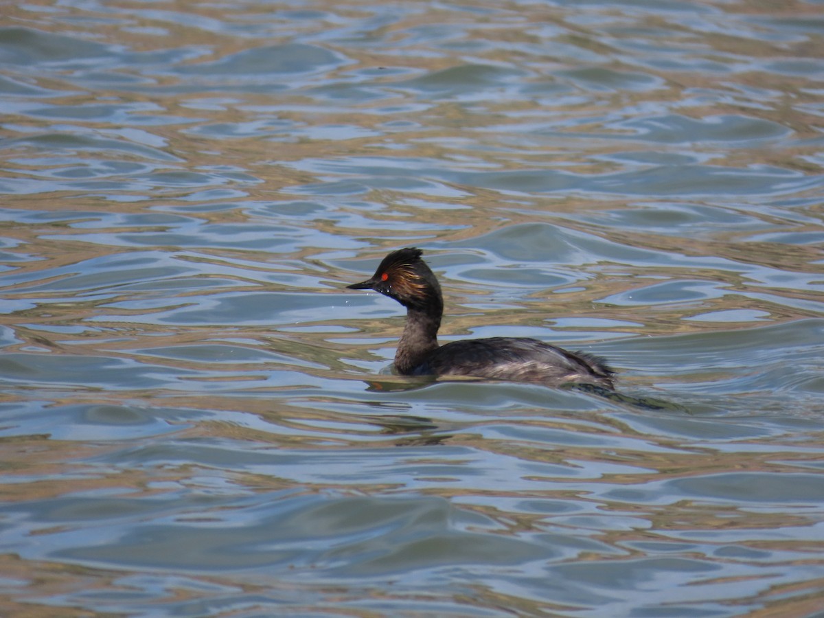 Eared Grebe - ML332103071