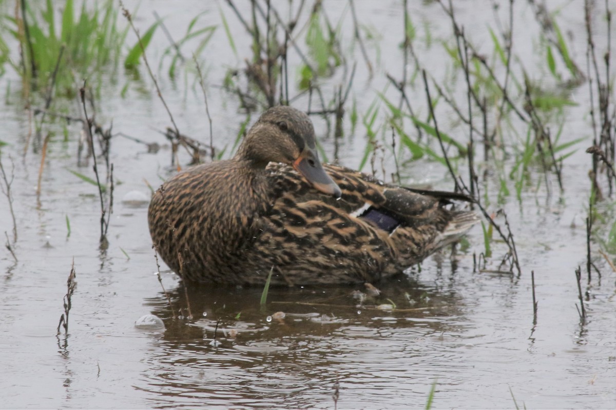 Canard colvert - ML332103271