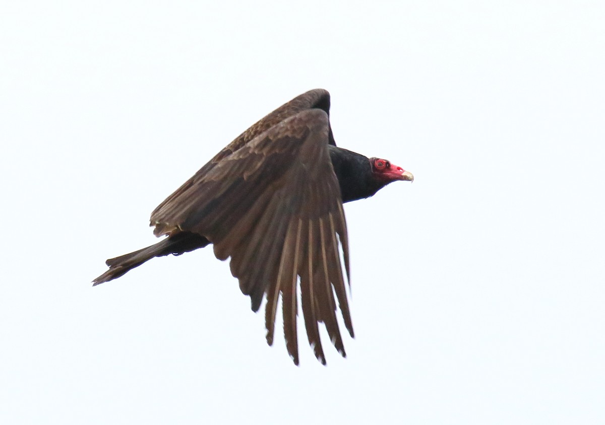 Urubu à tête rouge - ML332103381