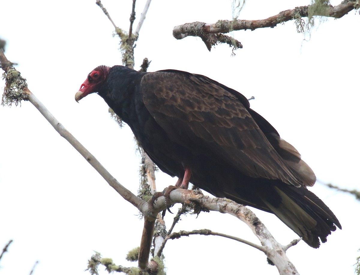 Urubu à tête rouge - ML332103401