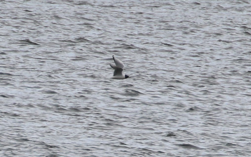 Bonaparte's Gull - ML332103621
