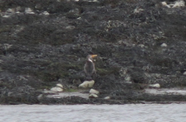 Double-crested Cormorant - ML332103681