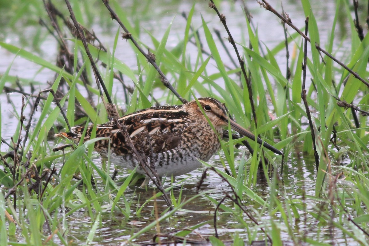 Wilson's Snipe - ML332103761