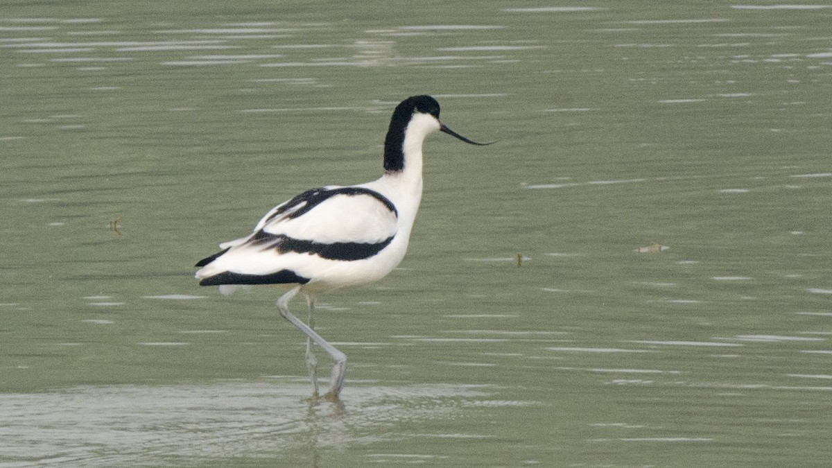 Avocette élégante - ML332103821