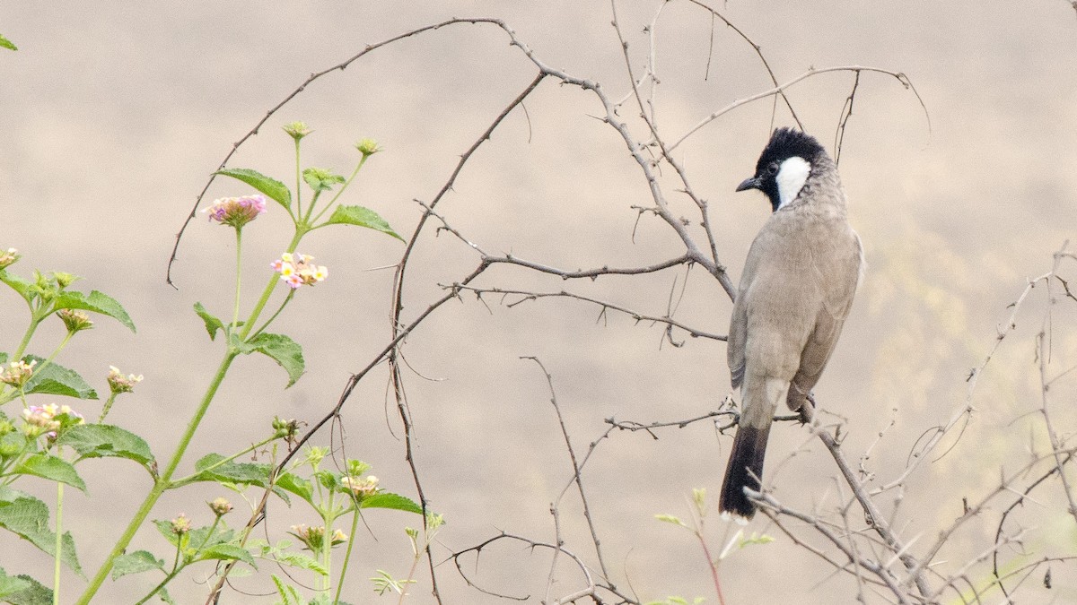 White-eared Bulbul - ML332104191