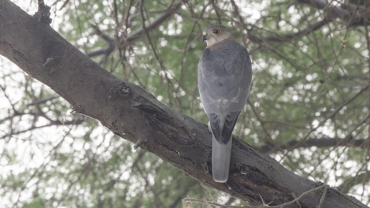 Shikra - Parmil Kumar