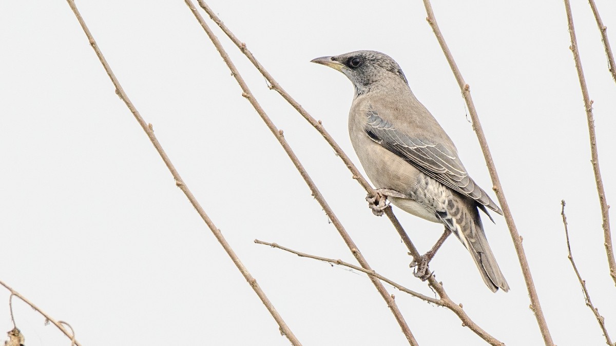 Rosy Starling - ML332104371