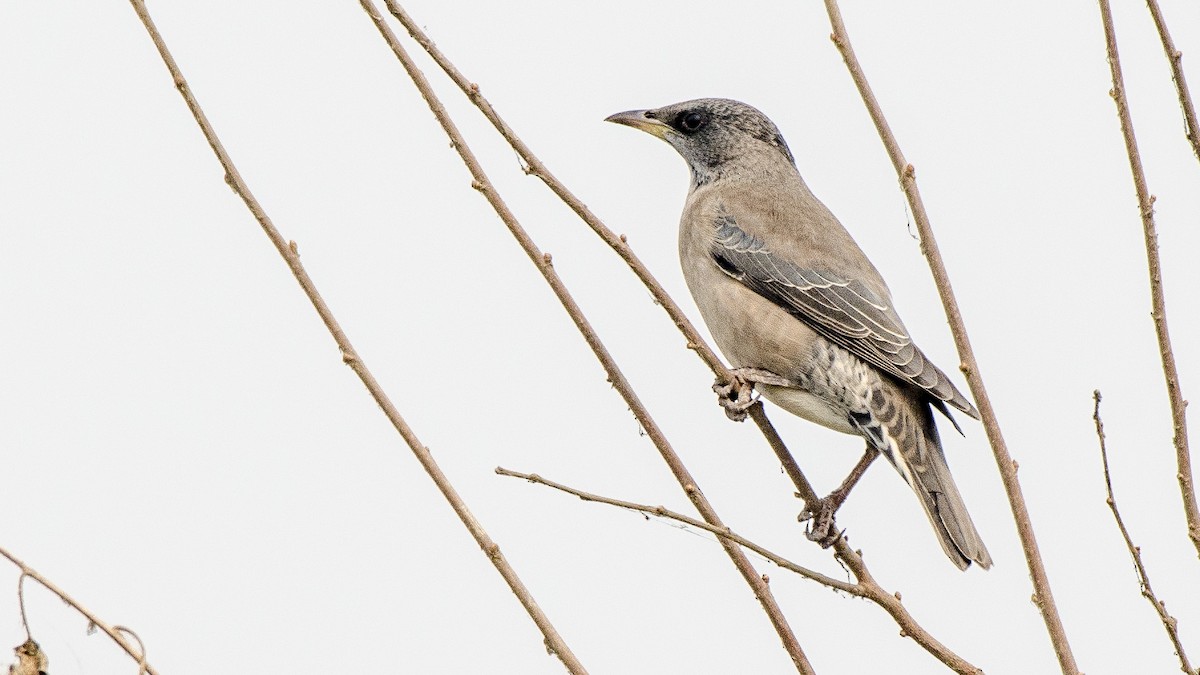 Rosy Starling - ML332104391